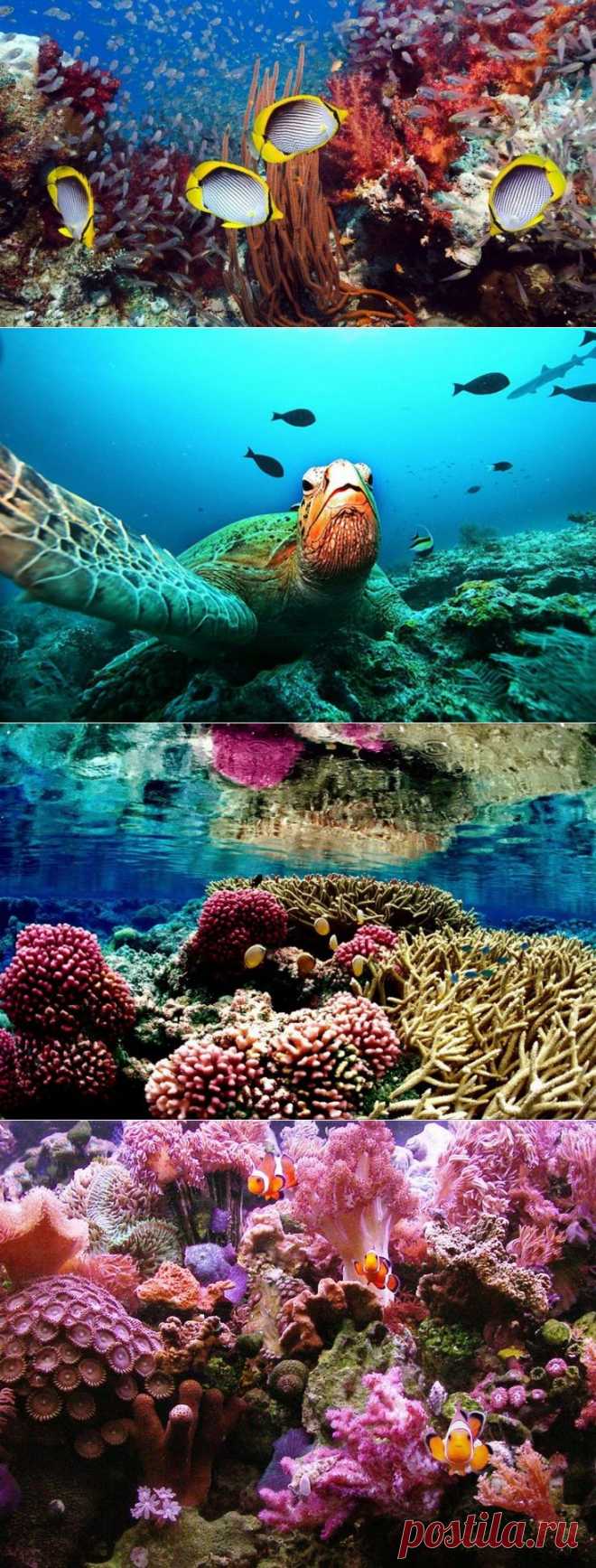 Коралловый риф