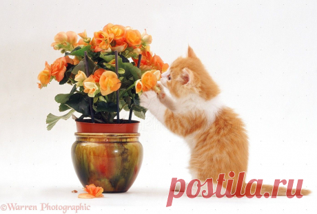Ginger-and-white kitten playing with flowers photo - WP19154