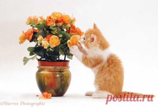 Ginger-and-white kitten playing with flowers photo - WP19154