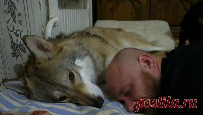 Иван и Серый волк: жизнь с волком в квартире | Видео дня