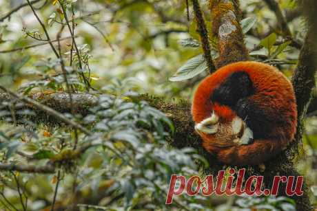 Победитель конкурса Natura inFocus Анарита Калингараяр "Файрбол" / Новости Mail.ru