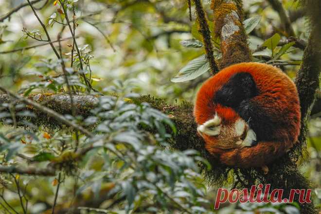 Победитель конкурса Natura inFocus Анарита Калингараяр 