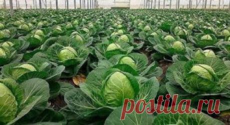 СЕКРЕТЫ ЗДОРОВОЙ КАПУСТЫ
В лунки рекомендуется засыпать перегной и добавлять 1 столовую ложку яичной скорлупы, 1 столовую ложку золы и 1 чайную ложку суперфосфата и 1 чайную ложку порошка горчицы. Это нужно для того, чтобы не завелись личинки, вредящие корням. Все хорошо перемешать и полить горячей водой с марганцовкой. Когда остынуть лунки, высадить заранее политую рассаду. Мульчировать перегноем, поливать каждый день 3-4 дня подряд, а затем производить полив через 3-4 дня.
Если есть угроза з