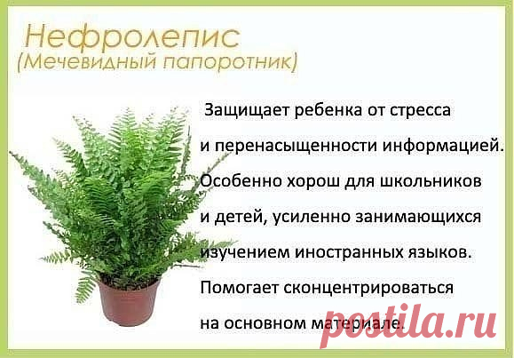 Цветы в детскую комнату