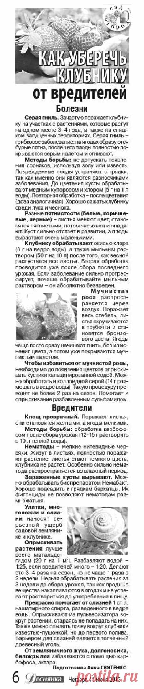 Как уберечь клубнику от вредителей 

| клубника на зиму