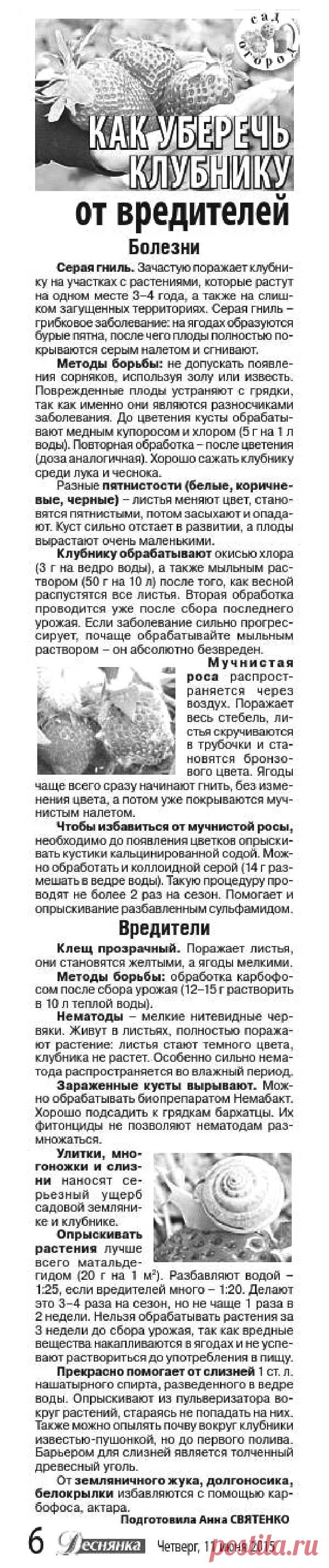 Как уберечь клубнику от вредителей