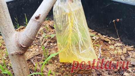 Любопытный способ укоренения саженцев с веток в воде