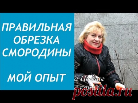 Правильная ОБРЕЗКА СМОРОДИНЫ. МОЙ ОПЫТ