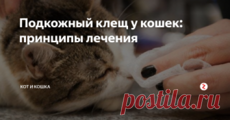 Подкожный клещ у кошек: принципы лечения Подкожный клещ – паразит, провоцирующий заболевание демодекоз у кошек. Он поражает волосяной и кожный покров, свою деятельность проявляет зачастую при сниженном иммунитете организма.
На фоне общего недомогания демодекс активизируется, а продукты его жизнедеятельности оказывают пагубное влияние на здоровье животного. Паразиты доставляют питомцу массу неудобств: болезнь зачастую протекает долго, соп