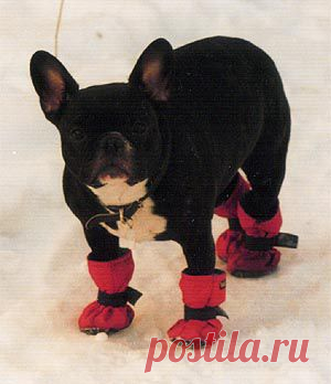 Для собачки | Записи в рубрике Для собачки | Дневник Ирина_Кислова