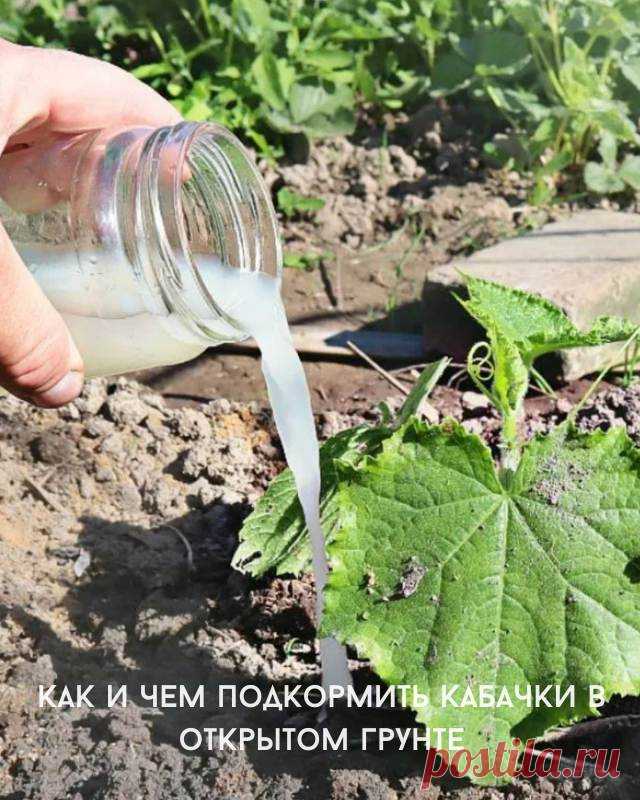 Как и чем подкормить кабачки в открытом грунте — Сад Заготовка