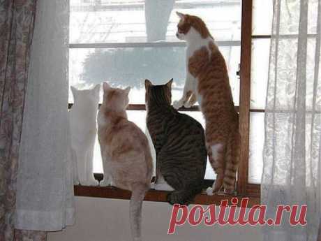 ВЫГЛЯДУЮТ ХОЗЯЙКУ