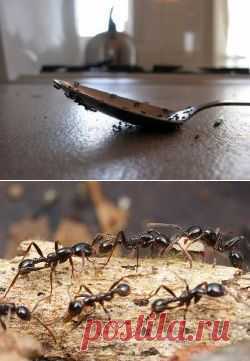 Способы борьбы с муравьями — Делимся советами