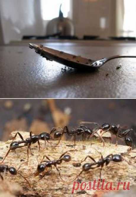 Способы борьбы с муравьями — Делимся советами