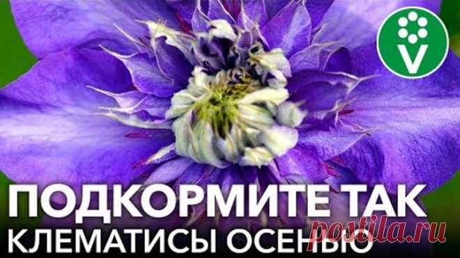 ПОСЛЕ ТАКОЙ ПОДКОРМКИ ОСЕНЬЮ ДАЖЕ САМЫЙ ХИЛЫЙ КЛЕМАТИС БУДЕТ УСЫПАН ЦВЕТАМИ!