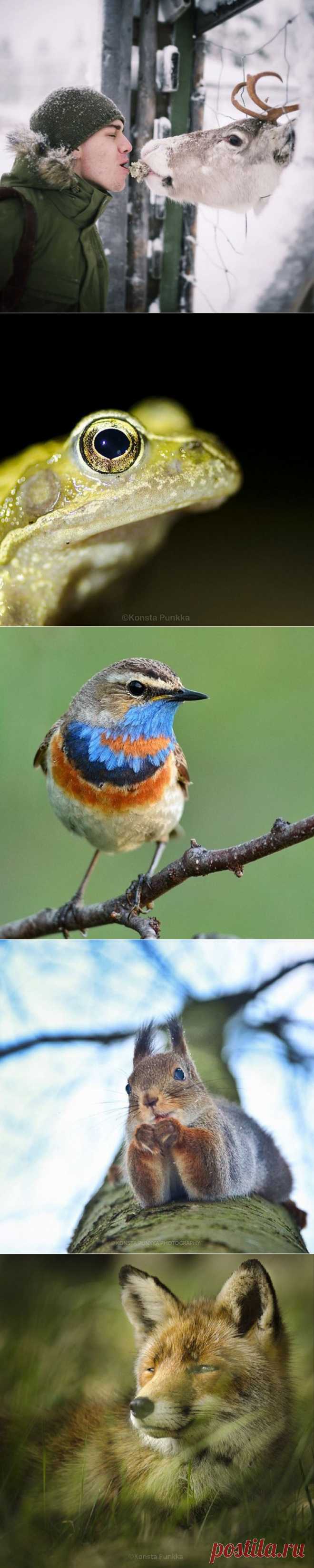 Прекрасные фотографии диких животных от заклинателя белок и не только