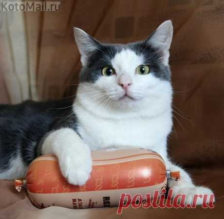 Мастер колбасных наук