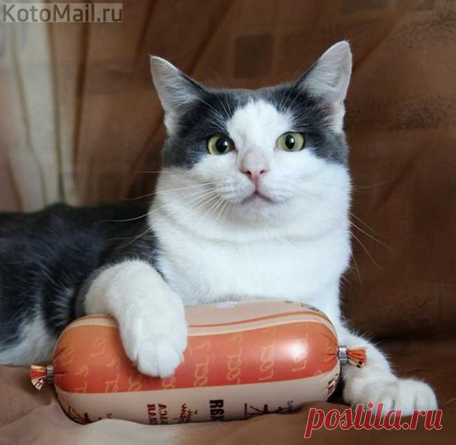 Мастер колбасных наук