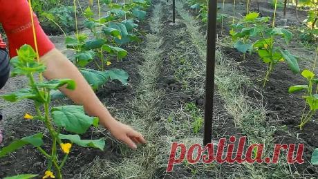 ++++ЛУЧШИЙ СПОСОБ ВЫРАЩИВАНИЯ ОГУРЦОВ НА ШПАЛЕРЕ! ПОДВЯЗКА, ФОРМИРОВКА.