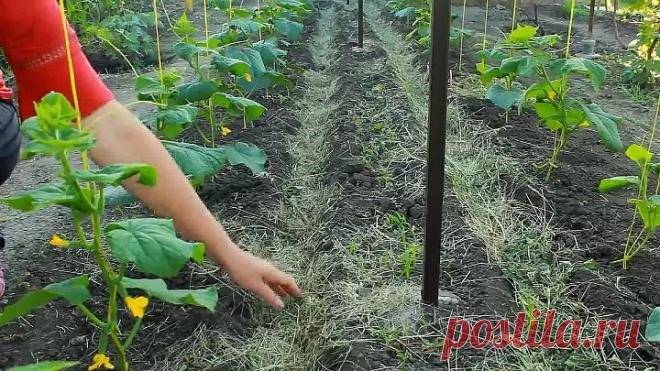 ++++ЛУЧШИЙ СПОСОБ ВЫРАЩИВАНИЯ ОГУРЦОВ НА ШПАЛЕРЕ! ПОДВЯЗКА, ФОРМИРОВКА.