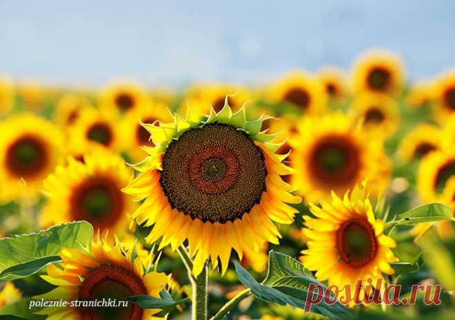 Что нельзя делать 8 и 9 августа по поверьям и приметам. 8 августа - Ермолай, Моисей, Параскева. 9 августа - Кочанов день, Пантелеймон