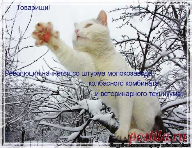 Котоматрица: Круть