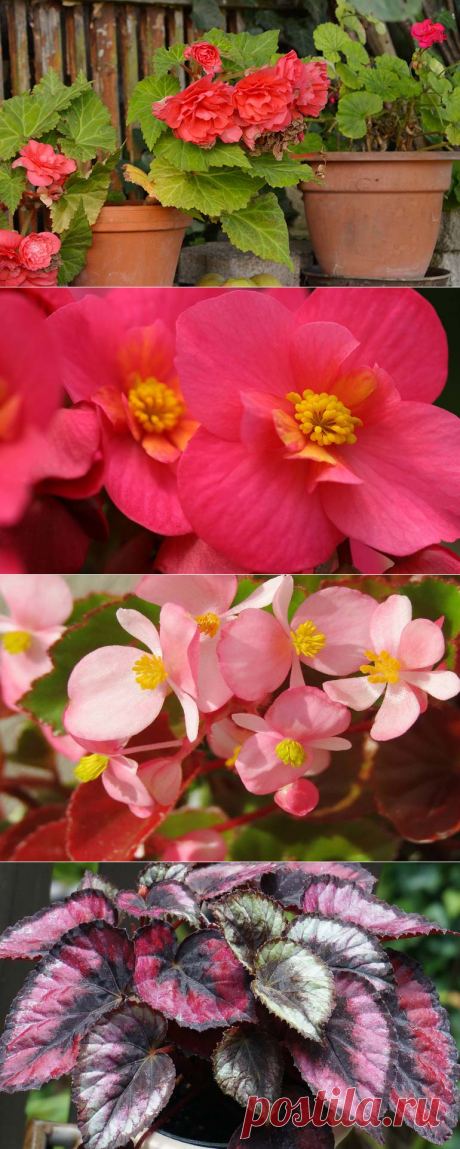 Бегония краснолистная: уход в домашних условиях