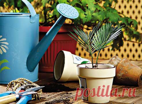 Весенняя пересадка комнатных растений