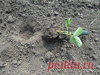 Вкусная клубника: Как рассаживать усы клубники

Взамен старых, отслуживших свой срок, новые грядки клубники я закладываю в конце июля – начале августа, не дожидаясь осени. Как только отобранные для размножения усы клубники укоренятся, я их отрезаю, даю время перейти на корневое питание и стараюсь высаживать на постоянное место как можно раньше. Это дает возможность молодой клубнике подготовиться к зиме наиболее хорошо, и на следующий год именно эти кусты-однолетки дадут самые крупные и ранние