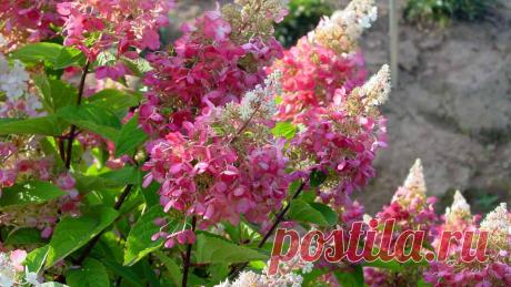 Гортензия метельчатая Пинк Даймонд (Pink Diamond)