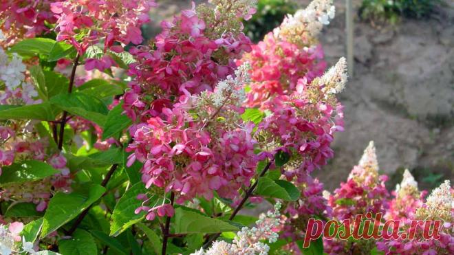 Гортензия метельчатая Пинк Даймонд (Pink Diamond)