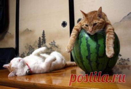 20 котиков, которые постигли искусство полного расслабления