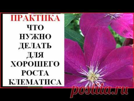Почему клематис плохо растет и что делать