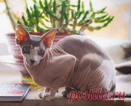 10 пород кошек, которые меньше всего линяют (с фото)