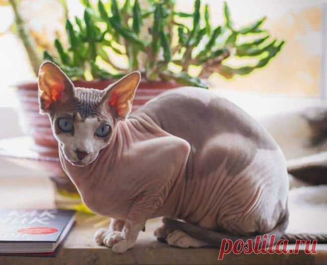 10 пород кошек, которые меньше всего линяют (с фото)