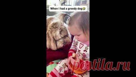 В большой семье глазами не хлопают, и даже собаки...!