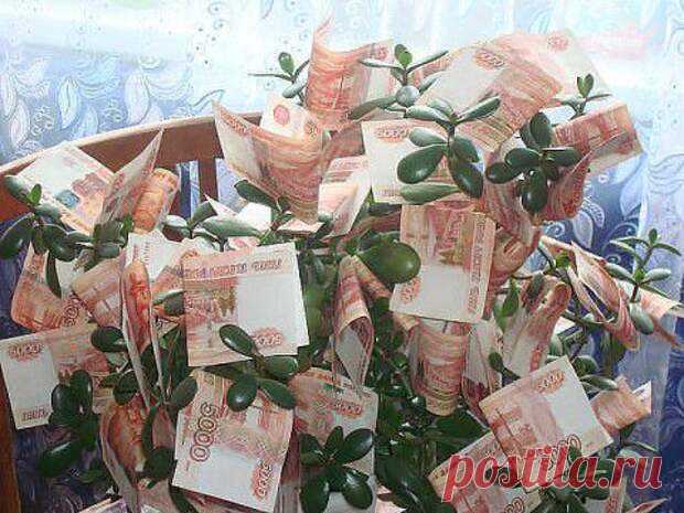 ДЕНЕЖНЫЙ ЗАГОВОР НА КОМНАТНЫЕ ЦВЕТЫ.