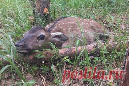 В башкирском заповеднике родился детеныш марала. В Башкирском государственном заповеднике родился детеныш благородного оленя марала. Пока что он старательно прижимается к земле и не издает ни звука, чтобы не выдать свое местоположение. По достижении одного года молодых маралов выпускают на волю, пока они не привыкли к содержанию в вольерах, и они легко адаптируются.