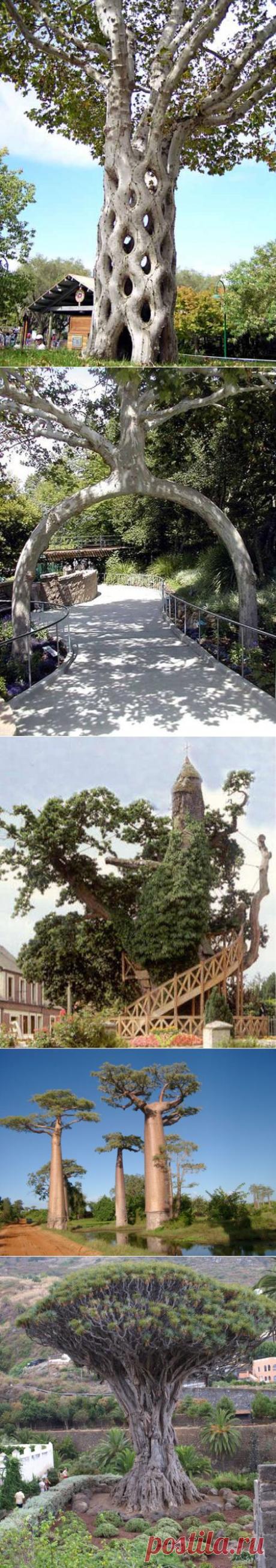 10 удивительных деревьев Земли