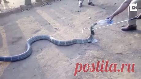 Умирающая от жажды ядовитая кобра приползлаощи… (1 фото) к людям и молила о пом | Чёрт побери Змея – это пресмыкающееся с длинным извивающим телом, без ног. Змей всегда боятся из-за их ядовитых зубов и считают символом хитрости, коварства и даже тьмы. Люди всегда стараются обойти змею стороной, потому что они чрезвычайно опасны по своей природе. Не стоит ожидать от змеи ласки и нежности. Чаще всего при виде змеи хочется бежать куда подальше. Ведь от одного укуса королевско...