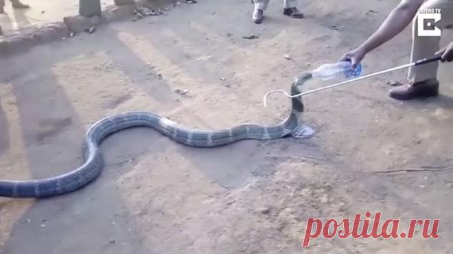 Умирающая от жажды ядовитая кобра приползлаощи… (1 фото) к людям и молила о пом | Чёрт побери Змея – это пресмыкающееся с длинным извивающим телом, без ног. Змей всегда боятся из-за их ядовитых зубов и считают символом хитрости, коварства и даже тьмы. Люди всегда стараются обойти змею стороной, потому что они чрезвычайно опасны по своей природе. Не стоит ожидать от змеи ласки и нежности. Чаще всего при виде змеи хочется бежать куда подальше. Ведь от одного укуса королевско...