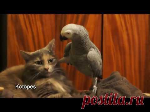 В край обнаглевший попугай