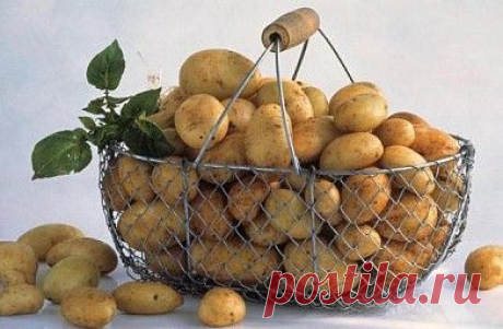 Сто рецептов из молодого картофеля