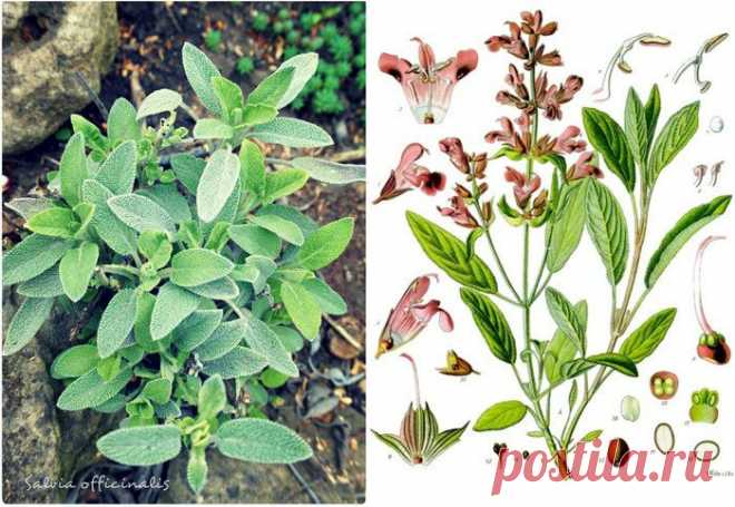 Шалфей и магония в апреле.. (вечнозеленые многолетники).