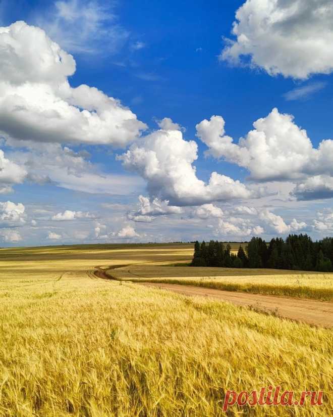Хлебное поле.
Пермский край. 📷 alekskokurin3799