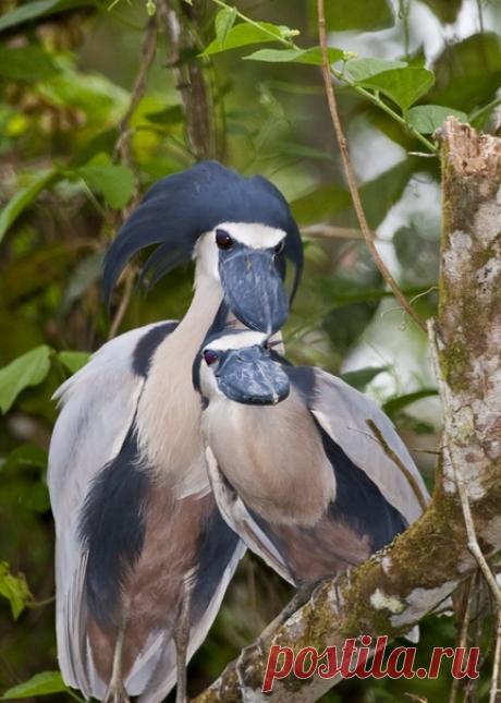 Перед вами Челноклюв (лат. Cochlearius cochlearius) – уникальный представитель семейства цаплевых, который совсем не похож на остальных своих родственников.