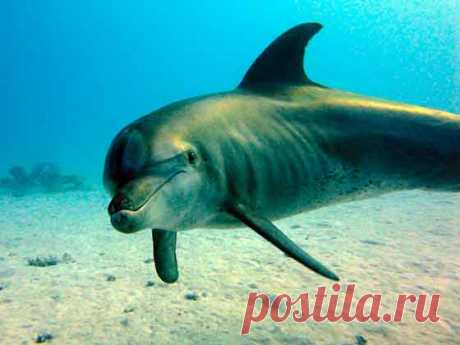 Дайвинг в Хургаде | Дайверы | Индия признала дельфинов личностями