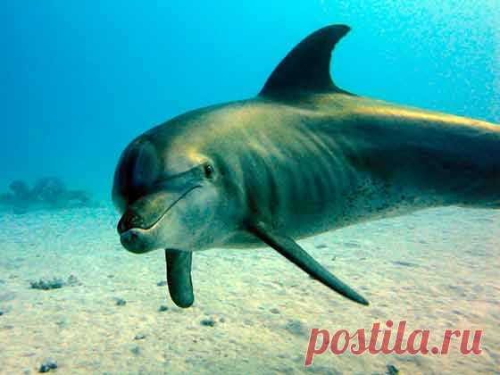 Дайвинг в Хургаде | Дайверы | Индия признала дельфинов личностями