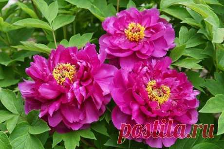 Древовидные пионы (70 фото): сорта, правильный уход и выращивание Мы расскажем, какие существуют сорта древовидных пионов и как за ними правильно ухаживать! Больше фото древовидного пиона - смотри в нашей галерее.