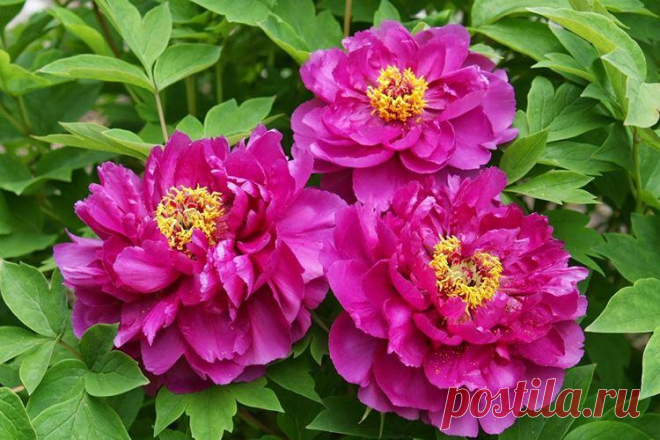 Древовидные пионы (70 фото): сорта, правильный уход и выращивание Мы расскажем, какие существуют сорта древовидных пионов и как за ними правильно ухаживать! Больше фото древовидного пиона - смотри в нашей галерее.